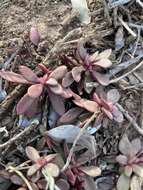 Image of Crassula pubescens subsp. radicans (Haw.) Tölken