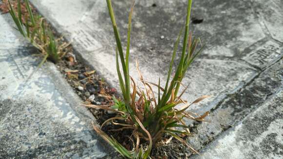 Image of swollen fingergrass