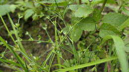 Image of Juncus prismatocarpus subsp. leschenaultii (Gay ex Laharpe) Kirschner