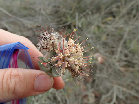 Image of arid pincushion