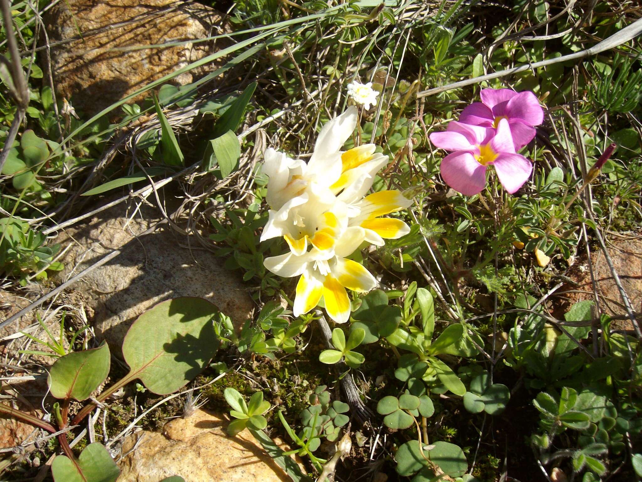 Image of Freesia caryophyllacea (Burm. fil.) N. E. Br.