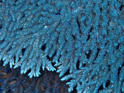 Image of Table coral