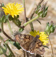 Image of <i>Erynnis <i>tristis</i></i> tristis