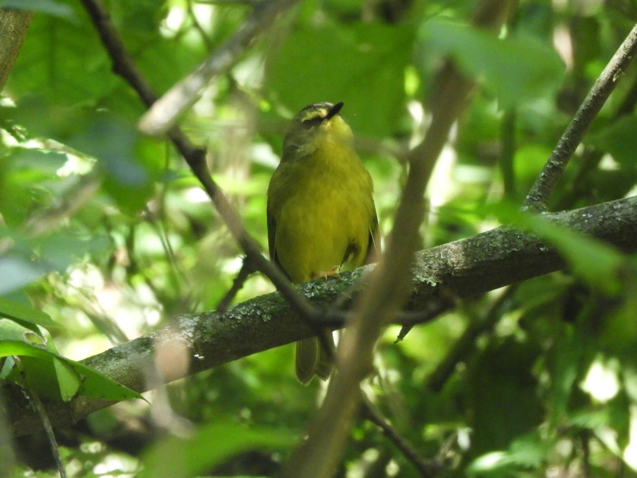 Image of Two-banded Warbler