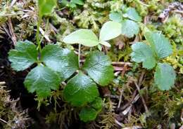 Image of Coptis trifolia subsp. trifolia