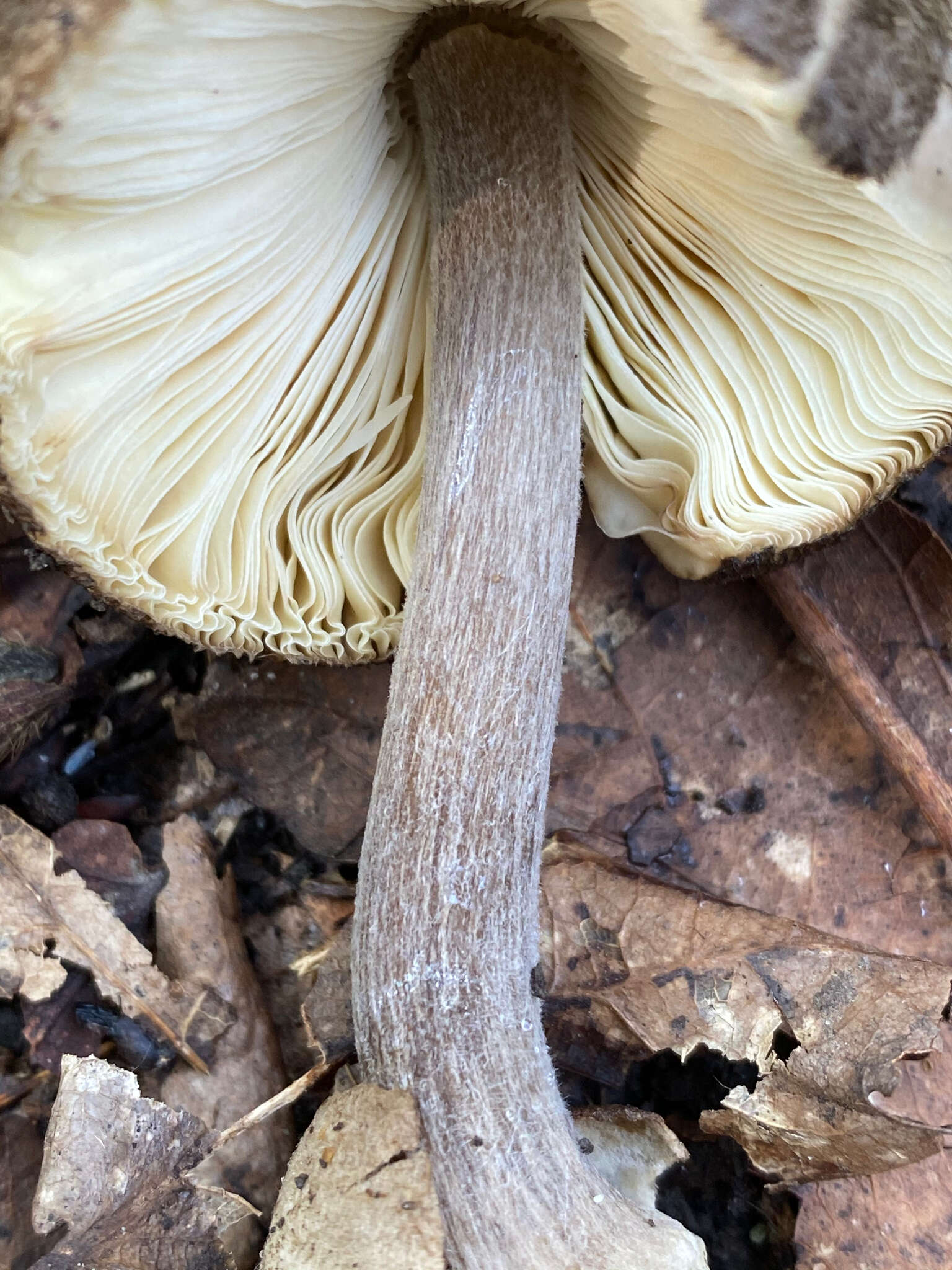 Image of Volvariella terrea Musumeci & A. Riva 2007