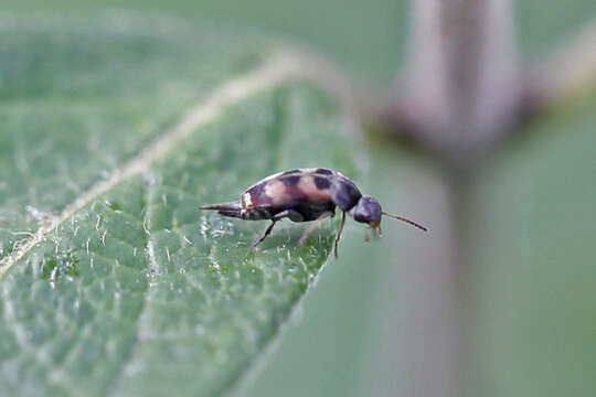 Image of Falsomordellistena pubescens (Fabricius 1798)