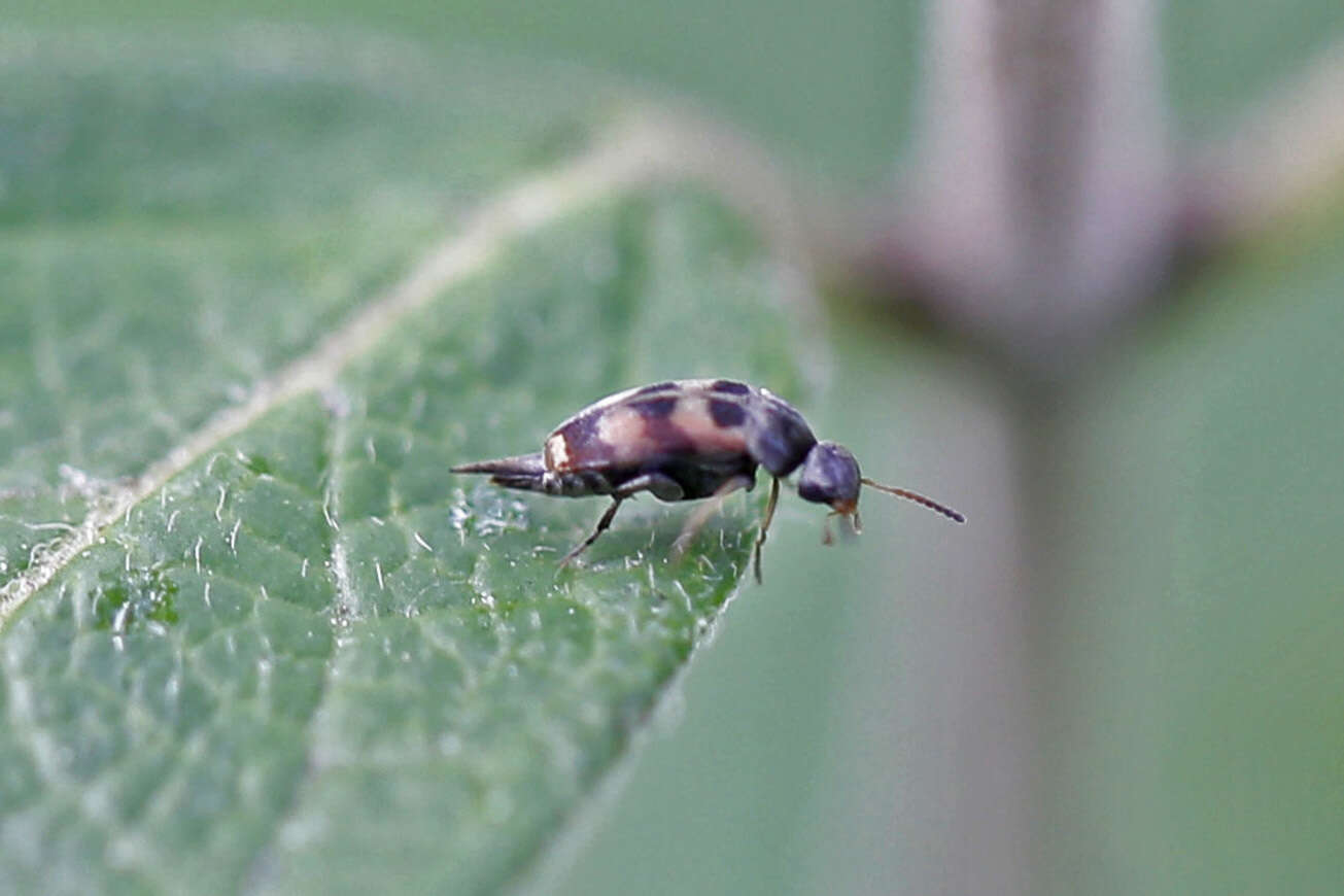 Plancia ëd Falsomordellistena pubescens (Fabricius 1798)