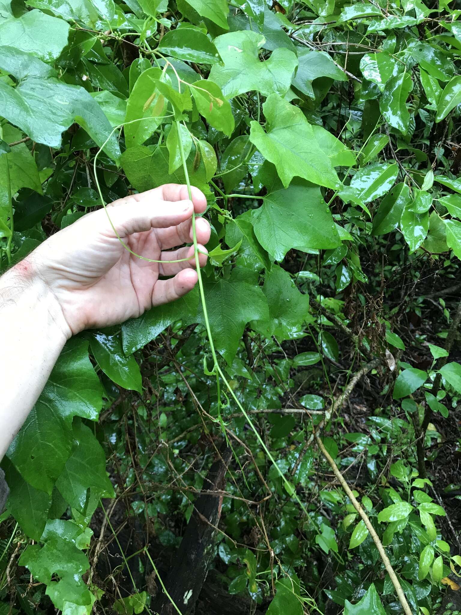 Image of American Melonleaf