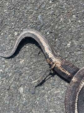 Image of Puerto Rican Boa