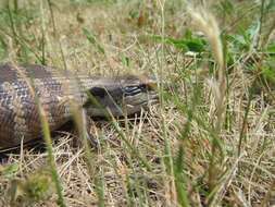 Image of Tiliqua scincoides scincoides (White 1790)