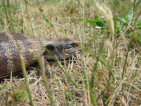 صورة Tiliqua scincoides scincoides (White 1790)