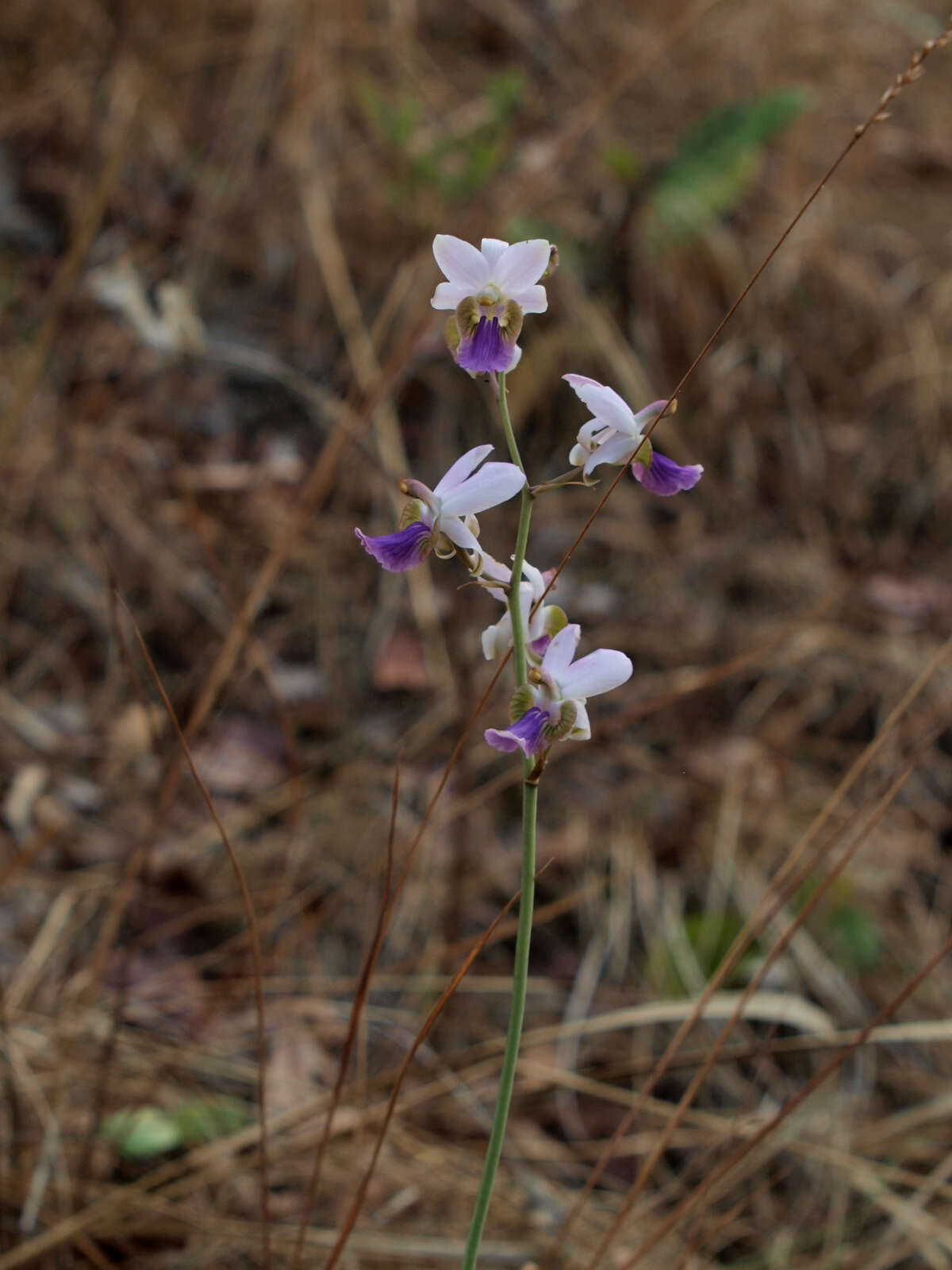 Image of Eulophia livingstoneana (Rchb. fil.) Summerh.