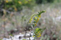 Imagem de Odontites luteus (L.) Clairv.