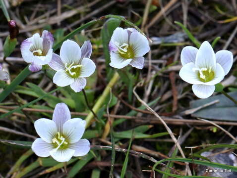 Image of Geissorhiza setacea (Thunb.) Ker Gawl.