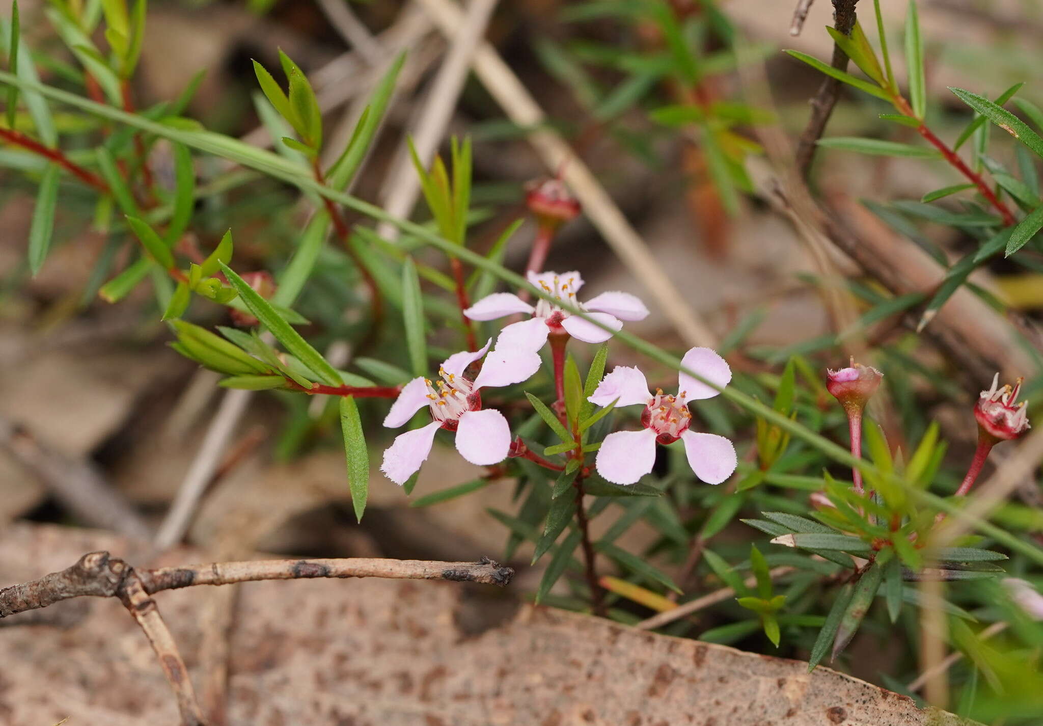 Image of Euryomyrtus ramosissima subsp. ramosissima