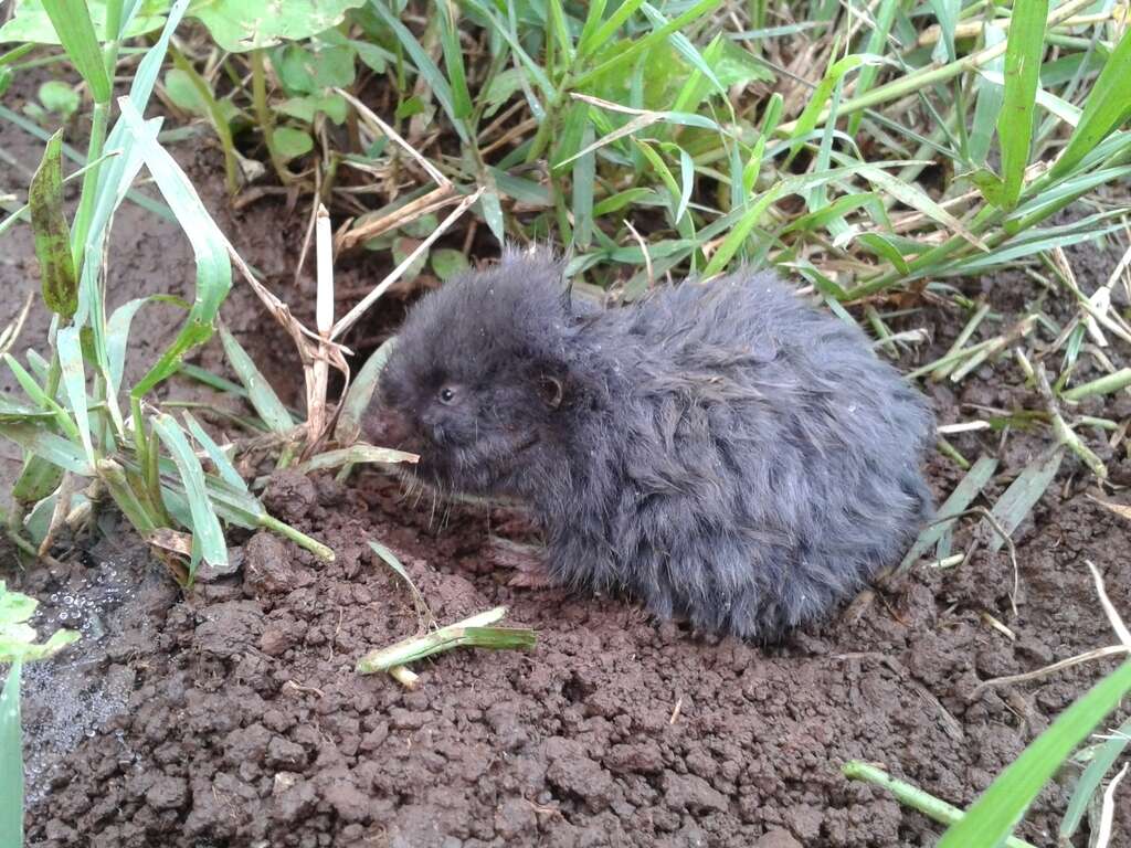 Image of Northeast african mole rat