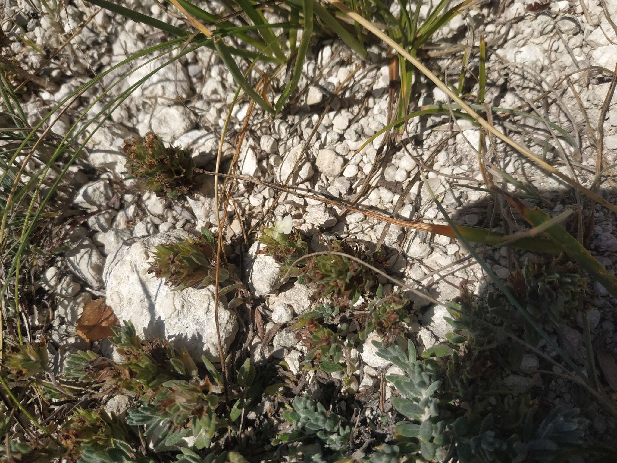 Image of Teucrium montanum subsp. montanum