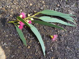 Image de Eucalyptus leucoxylon subsp. leucoxylon