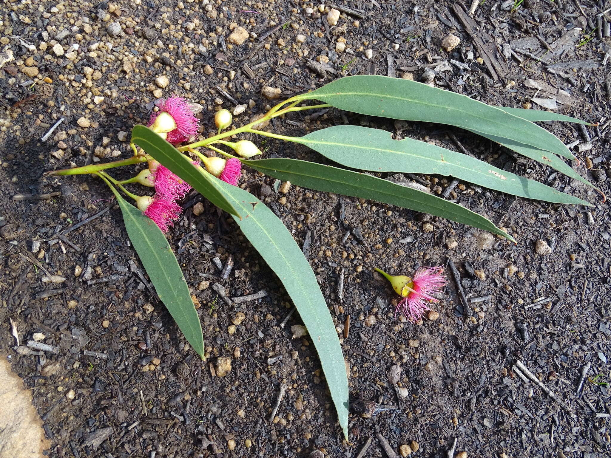 Image de Eucalyptus leucoxylon subsp. leucoxylon