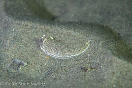 Image de Armina californica (J. G. Cooper 1863)