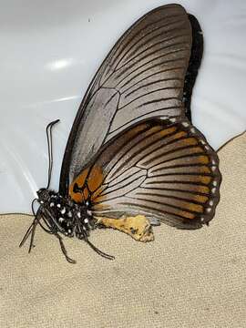 Image of Giant Blue Swallowtail