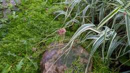 Image of wild garlic