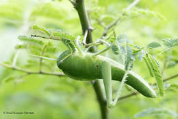 Chondracris bengalensis Mungai 1992的圖片