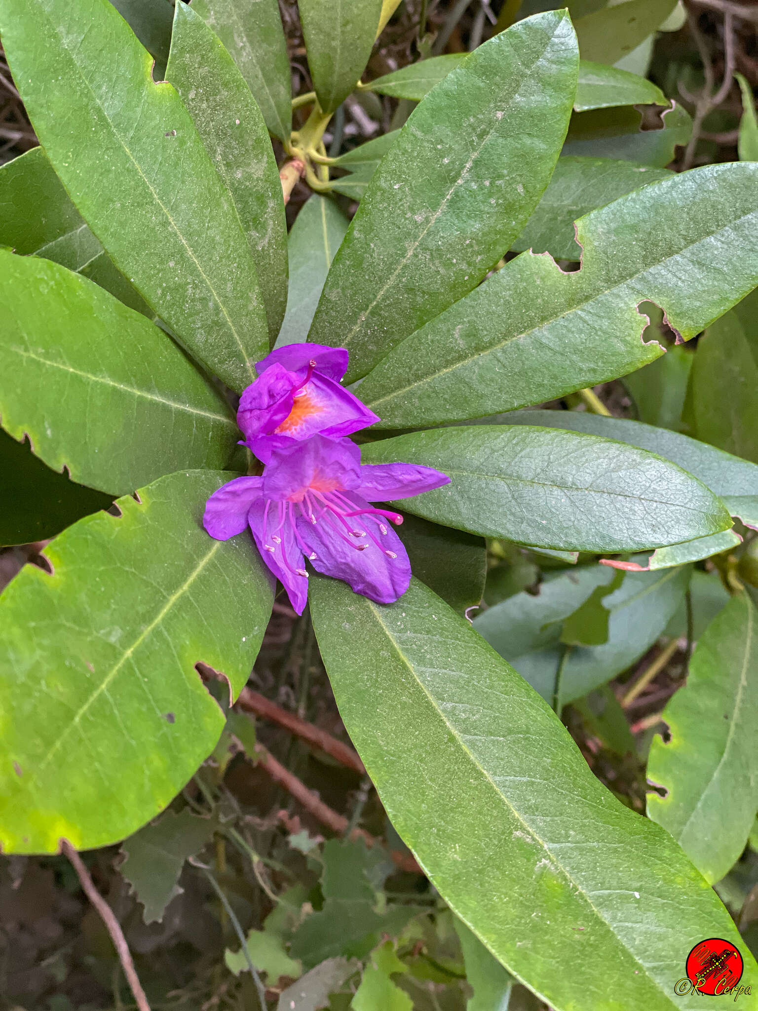 Imagem de Rhododendron ponticum subsp. baeticum (Boiss. & Reuter) Hand.-Mazz.