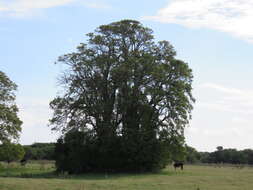 Слика од Phytolacca dioica L.