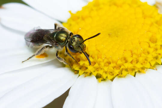 Plancia ëd Lasioglossum loetum (Brullé 1840)