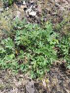 Image of palmleaf cinquefoil