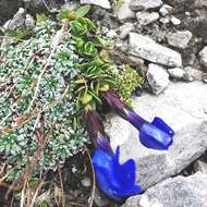 Image of Gentiana brachyphylla subsp. favratii (Rittener) Tutin