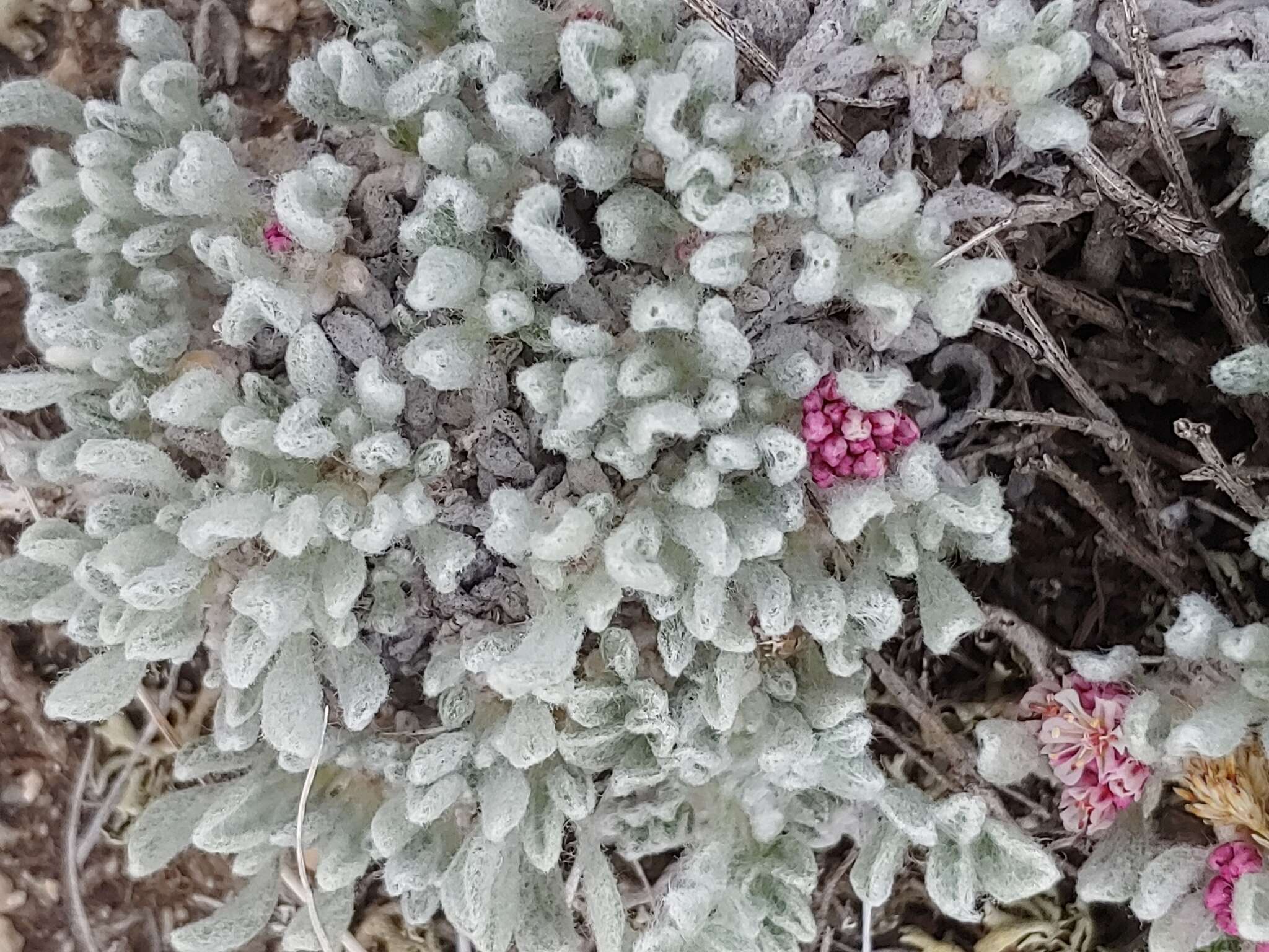 Image of Eriogonum soliceps Reveal & Björk