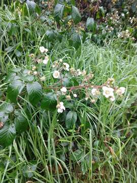 Image of Rubus adenotrichos Schltdl.