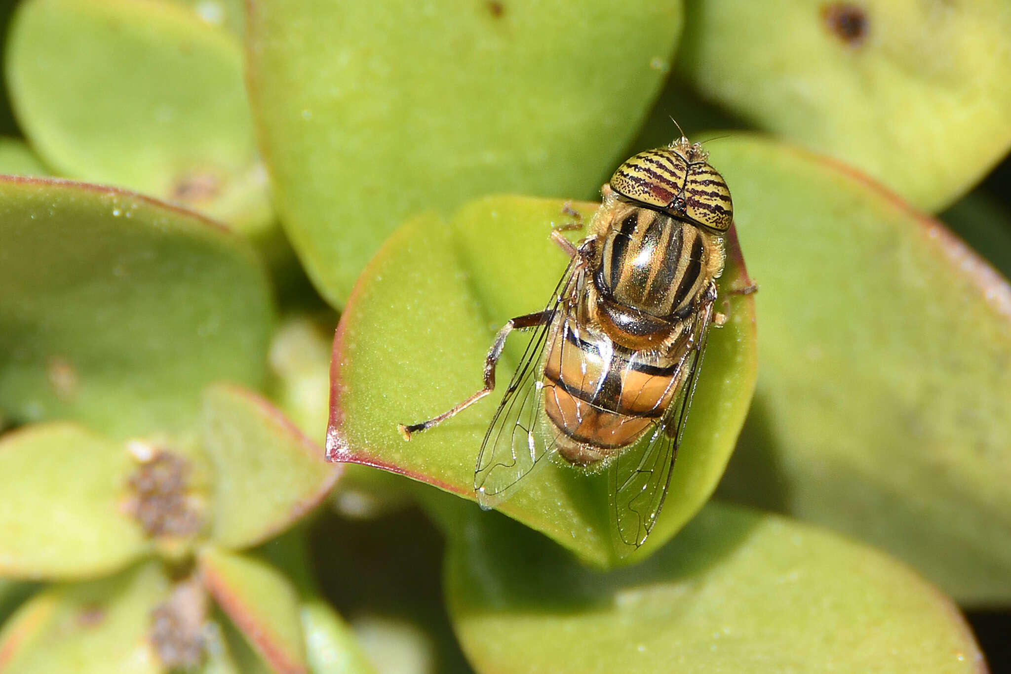 صورة Eristalinus barclayi (Bezzi 1915)