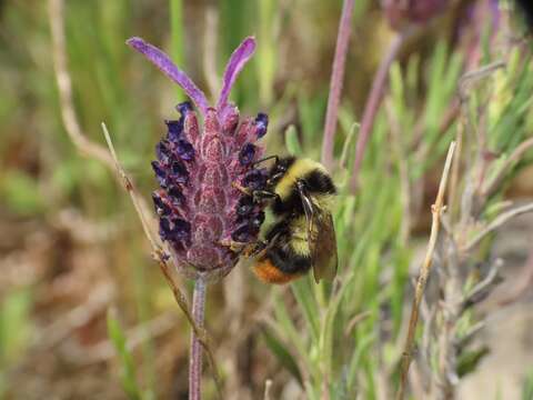 Image of Red tailed bumblebee