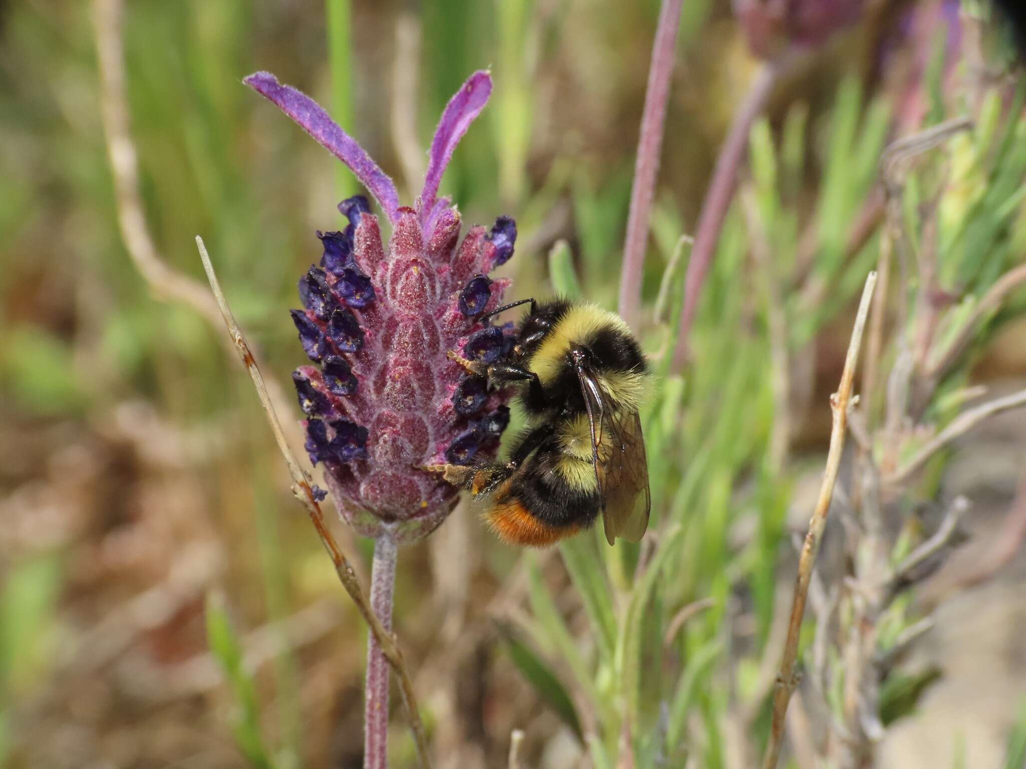 Image of Red tailed bumblebee