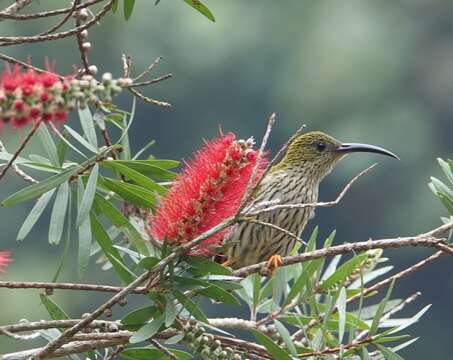 Image of Streaked Spiderhunter