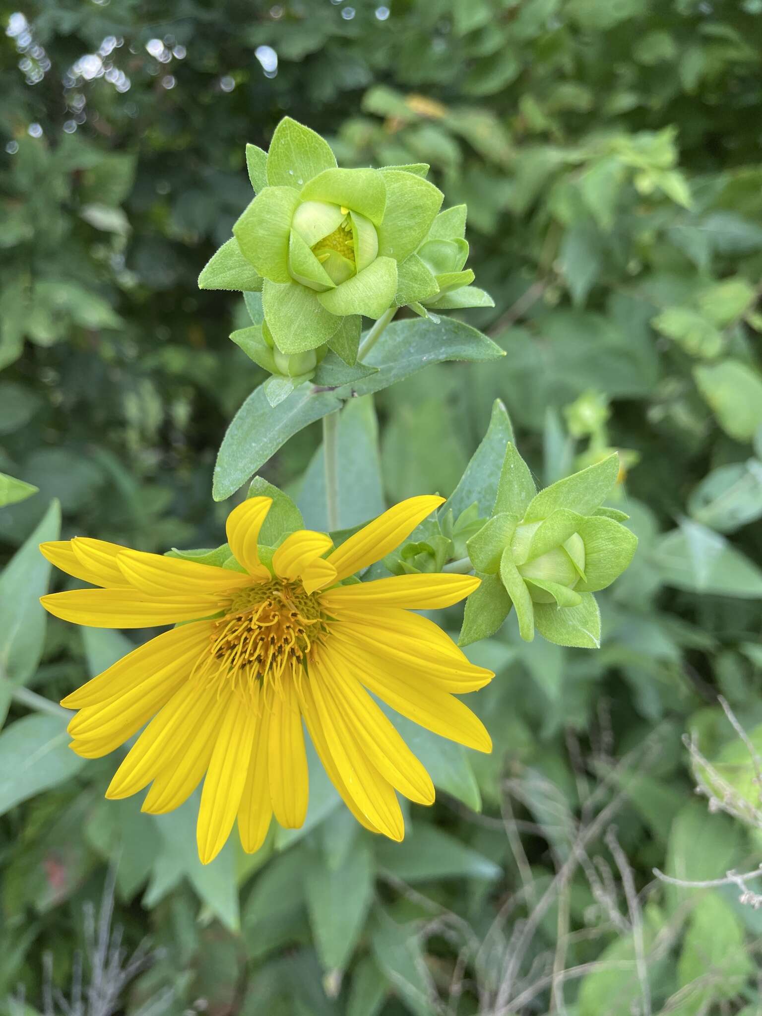 Silphium integrifolium var. laeve Torr. & A. Gray resmi