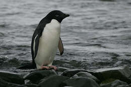 Adelie pengueni resmi