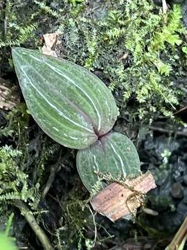 Image of Hernando County Noddingcaps