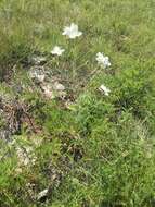 Plancia ëd Oenothera nuttallii Torr. & Gray