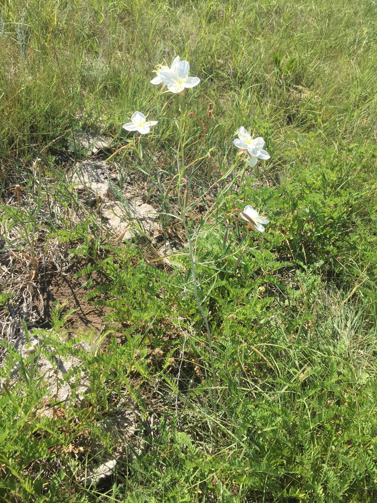 Plancia ëd Oenothera nuttallii Torr. & Gray