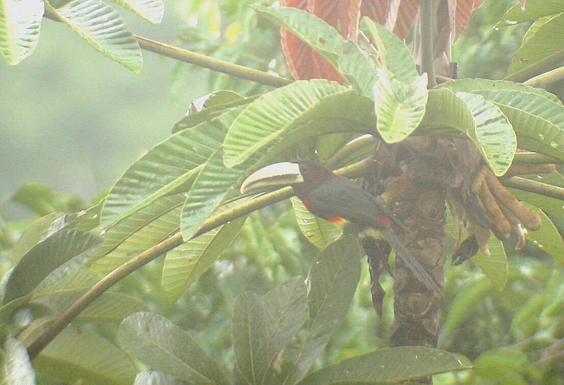 Image of Ivory-billed Aracari