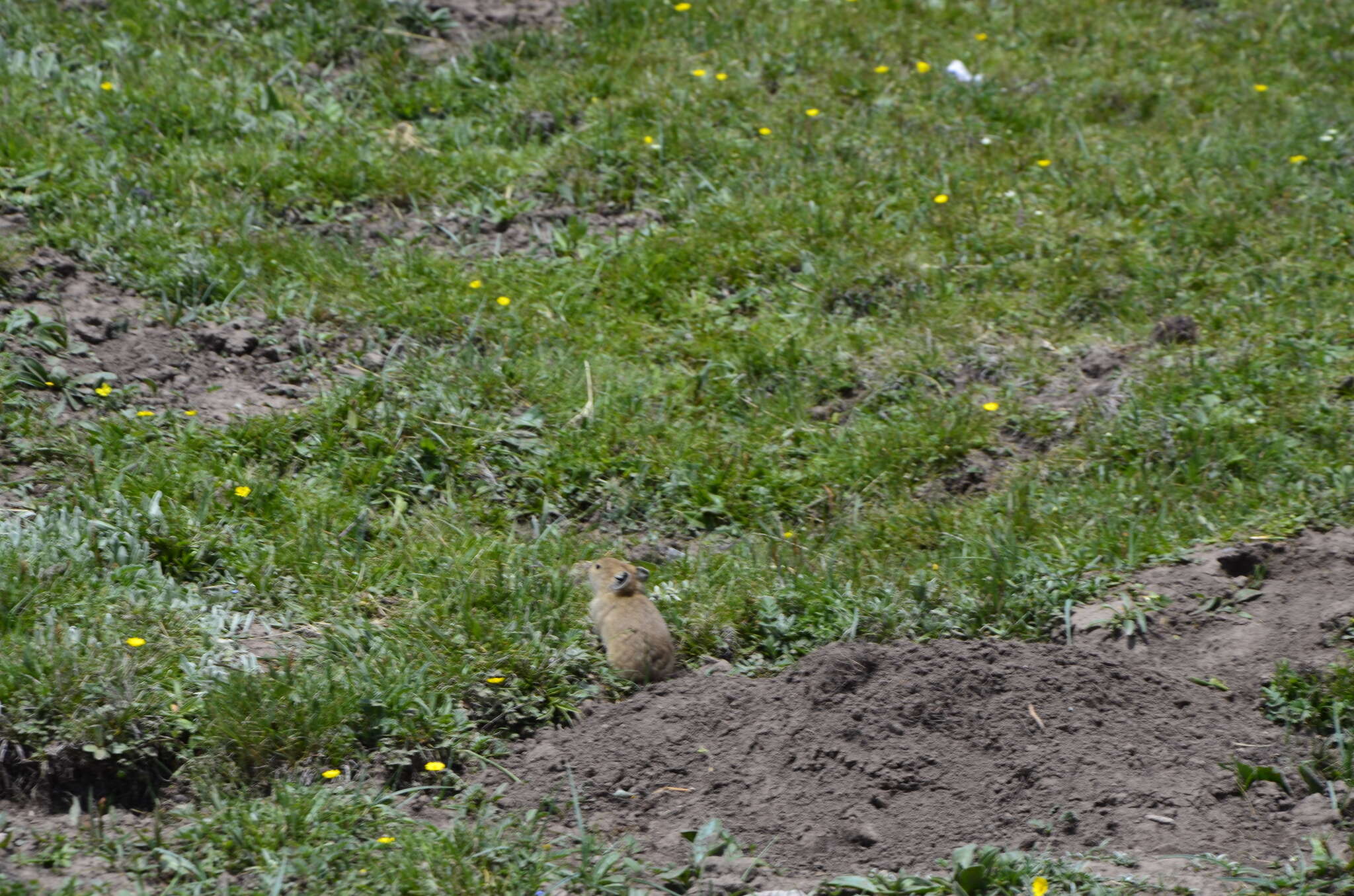 Image of Black-lipped Pika