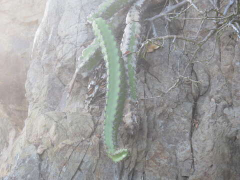 صورة Stenocereus standleyi (J. G. Ortega) Buxb.