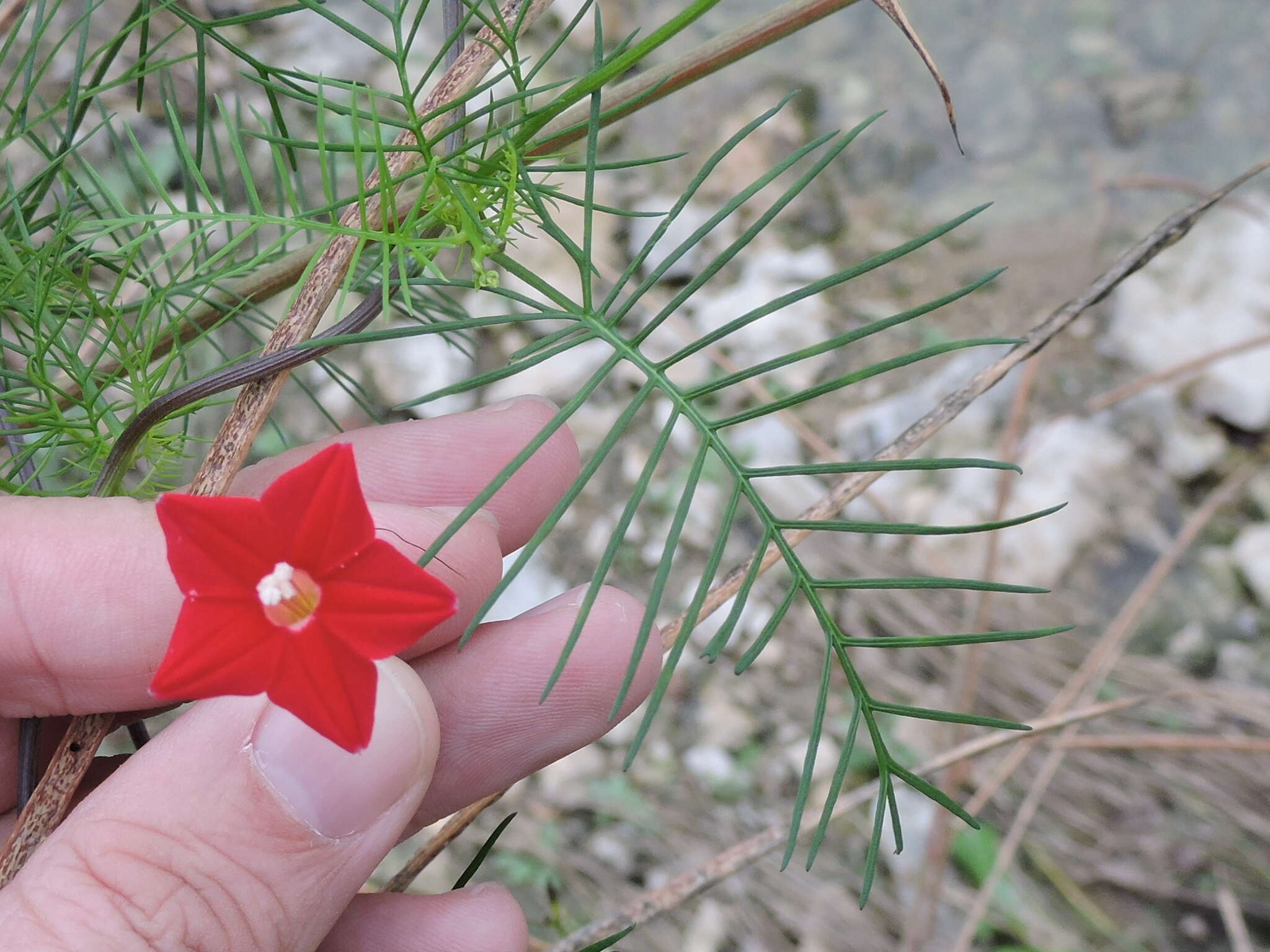 Image of Cypress Vine