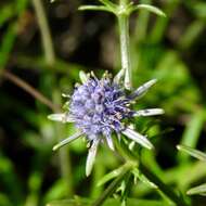 Image de Eryngium integrifolium Walt.