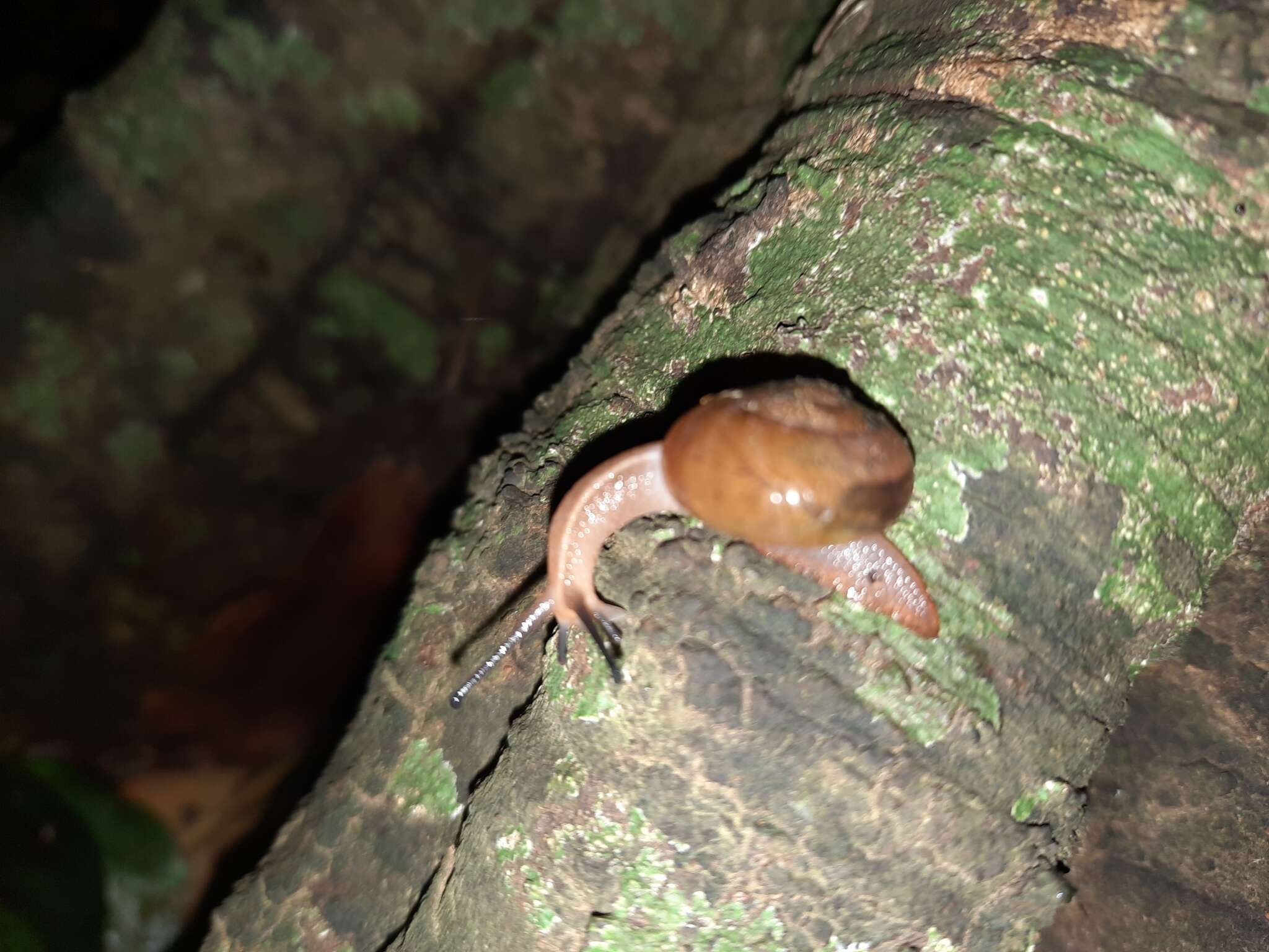 صورة Terrycarlessia bullacea (Reeve 1854)